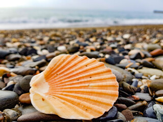 Muschel im Sand