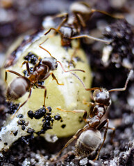 Ameisen am Essen