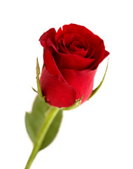 Beautiful dark red rose isolated on white background 
