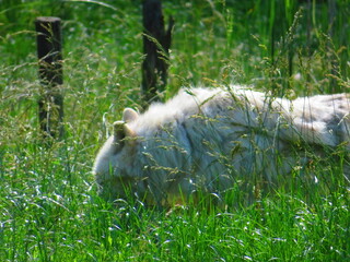 Loup blanc