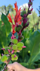 Red flower with big green leaves,  Sierra Leone arrowroot, canna, cannaceae, canna lily, Flowers at the park, nature background. red Canna indica Photo wallpaper