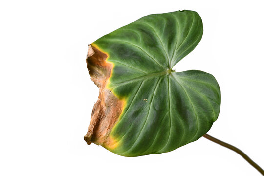 Sick Philodendron houseplant leaf with dry brown and yellow leaf tips and spots