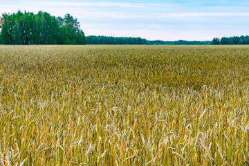 ripe ears of wheat of golden color on the field