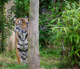 tiger having a scratch