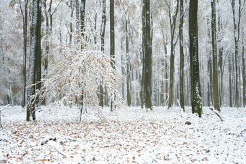 Sachsenwald
