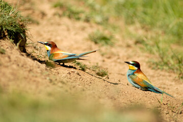 Abejarucos en el campo en primavera