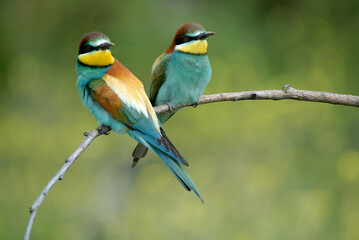 Abejarucos en el campo en primavera