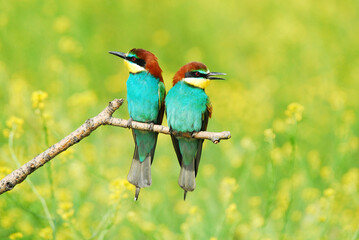 Abejarucos en el campo en primavera