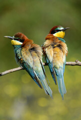 Abejarucos en el campo en primavera
