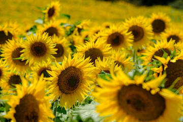 girasoles, Frías, Autonomous Community of Castilla y León, Spain