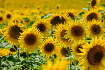 girasoles, Frías, Autonomous Community of Castilla y León, Spain