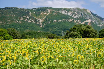 Fototapeta premium girasoles, Frías, Autonomous Community of Castilla y León, Spain