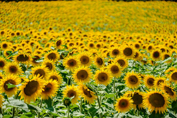 Fototapeta premium girasoles, Frías, Autonomous Community of Castilla y León, Spain