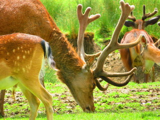 Cerfs