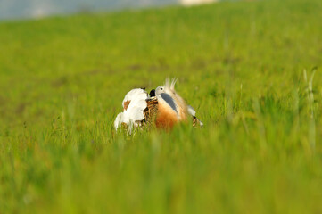 Obraz premium Machos de avutarda en primavera