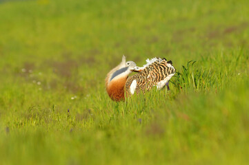 Machos de avutarda en primavera