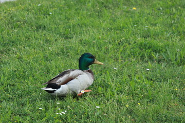 Canard col vert