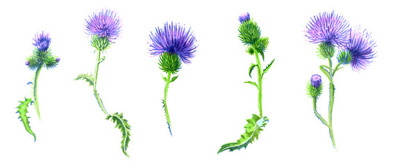 Set of burdock painted with markers. For sketchbook, print, fabric, your design. 