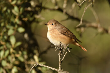 Hembra de colirrojo real en oto&ntilde;o