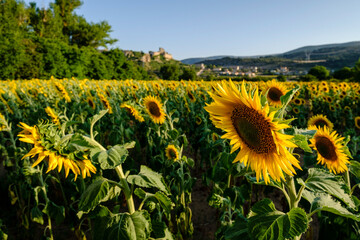 Obraz premium girasoles, Frías, Autonomous Community of Castilla y León, Spain