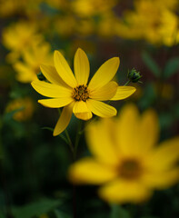 the beauty of imperfection