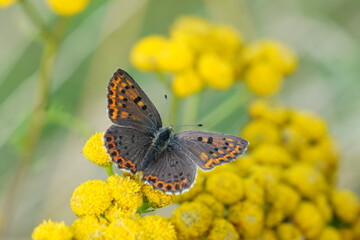 Butterfly sooty copper female sitting on the yellow flower. Lycaena tityrus.