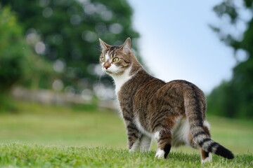 Naklejka na ściany i meble Beautiful colorful cat standing on the meadow. Felis silvestris catus.