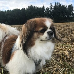 Kleiner Hund am Feldrand bei leichter Bewölkung direkt vor einer Baumkette eines Waldes.. kurz nach dem Regen, Haustier, Tibet Spaniel, Tibetan Spaniel