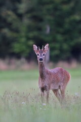 Beautiful portrait of a young roebuck standing on the meadow. Capreolus capreolus. 