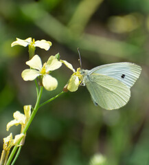 white butterfly on a flower