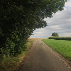 Fototapeta na wymiar Ein Spaziergang am Feldrand mit einem kleinen Hund - Maisfeld, Himmel, Wolken, Sonne, Baum, Wiese, Acker, Landleben, Quadrat 