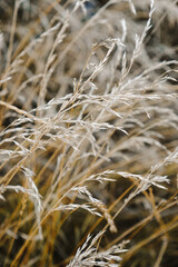 Abstract nature background. Stalks of dry tall grass. Wild reeds grass meadow.