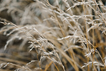 Fototapeta premium Abstract natural background. Stalks of dry tall grass. Wild reeds grass close up. Countryside nature.
