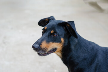 Growing Doberman Pinscher puppy with sagging ears. The black dog looks past the camera. Pets. Selective focus.