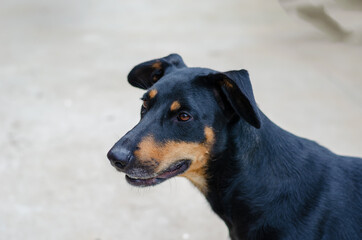 Growing Doberman Pinscher puppy with sagging ears. The black dog looks past the camera. Pets....