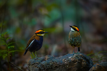 Malayan Banded Pitta. male and female on a rock in Sri Phang Nga National Park, Thailand