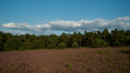 Heide