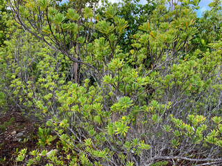 Bay cedar trees on an island in Florida