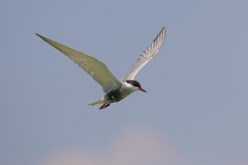 ゆっくり上昇するクロハラアジサシ