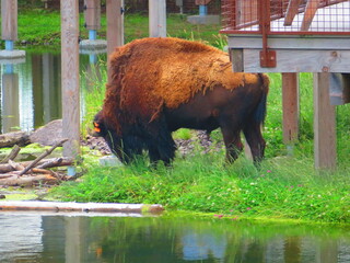 Bison