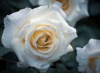 single white rose