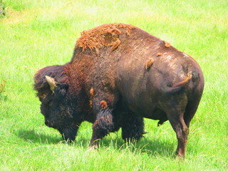 Bison