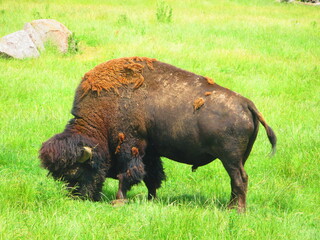 Bison