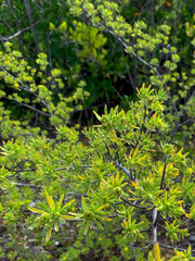 Fototapeta premium Bay cedar trees on an island in Florida