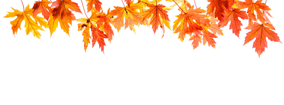 autumn leaves branch isolated on white background