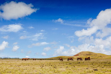 Fototapeta na wymiar Wild horses grazing against mountain landscape