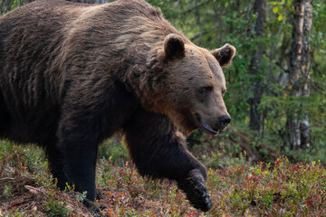 Naklejka na ściany i meble brown bear in the woods