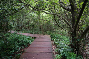 a wonderful walkway in spring forest