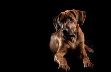 Ridgeback auf schwarz, Hundewelpe, Fell, schwarz