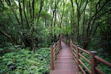 Obraz premium a wonderful walkway in spring forest